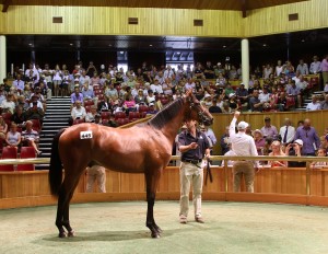 Frankel colt